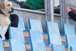 Austria 1-3 Italy Uefa Womens Euro 2013 Friendly Match